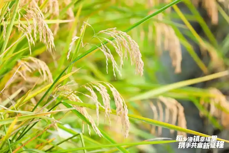 片片麦浪香尽是丰收景2021杭州富阳渔山稻香文化节开幕