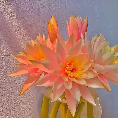 寓意好有朝气的头像_微信头像_我要个性网