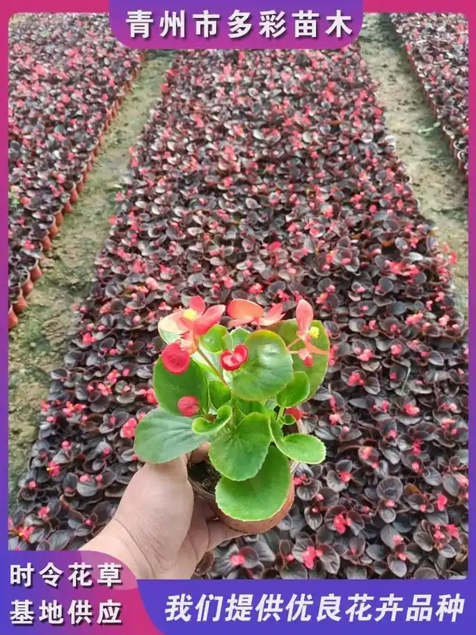 玉林价格实惠的四季海棠,就找多彩苗木种植场,原土发货,成活率 - 抖音