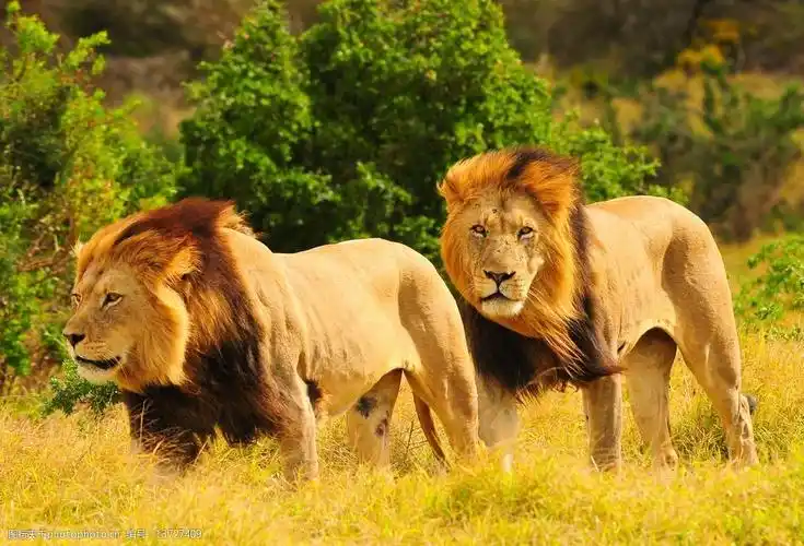 秦皇岛野生动物园狮子图片
