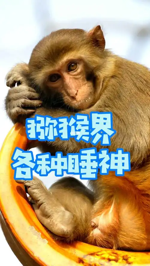 猕猴世界睡觉是什么样子的