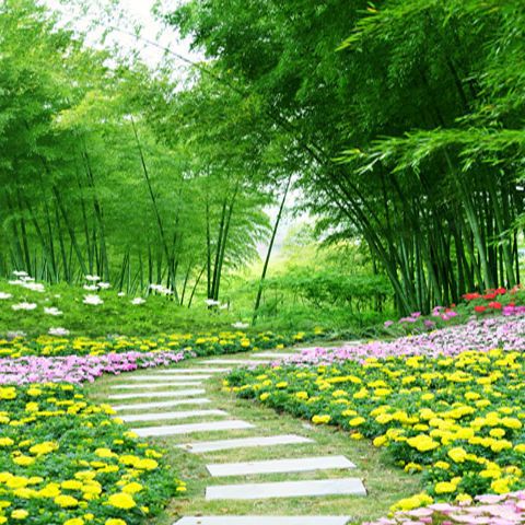 主播直播背景布抖音快手拍视频摄影背景外景风景竹林3d立体背景