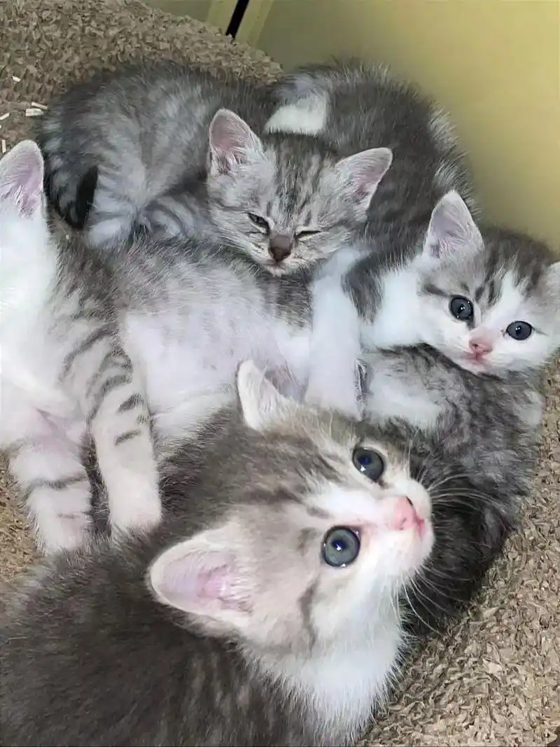 1个多月美短混血幼猫.#同城发现 #同城优先 #宠物 #猫咪 - 抖音