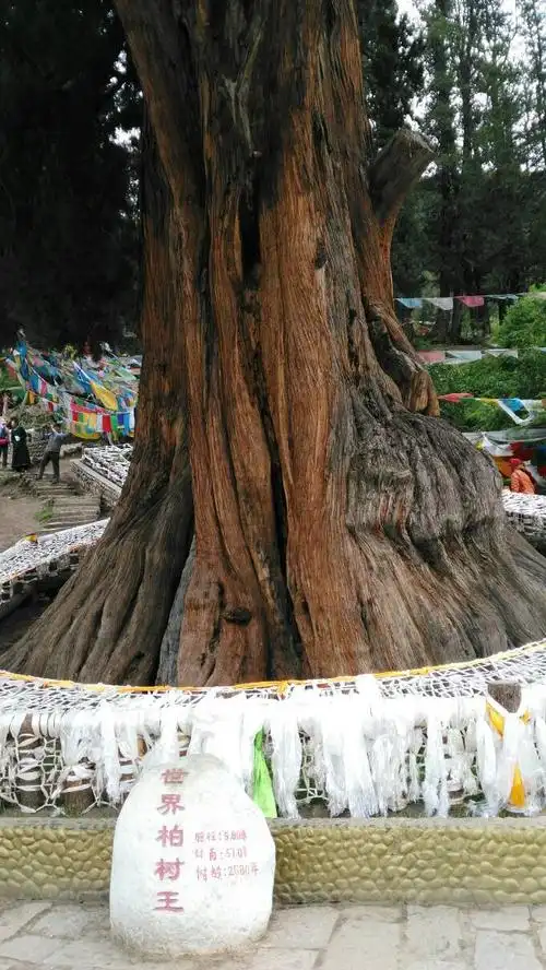 树龄高达2500年的巨柏树.也是一棵有名的古树.