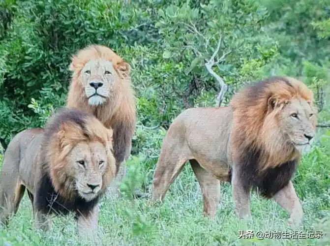 小魔鬼雄狮联盟:七兄弟顺利称王,开启复仇之路,击败北时尚雄狮_狮群