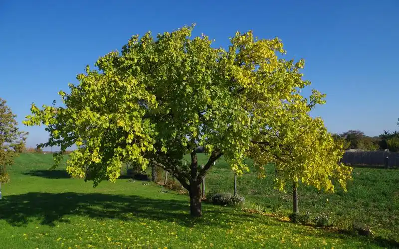 清新护眼的绿色风景桌面壁纸