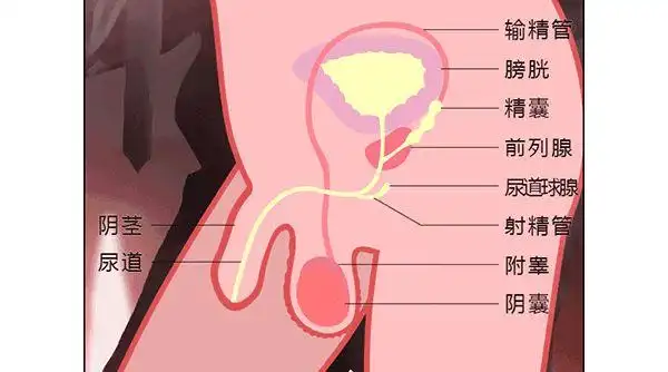 啪为什么男生的蛋蛋不能踢