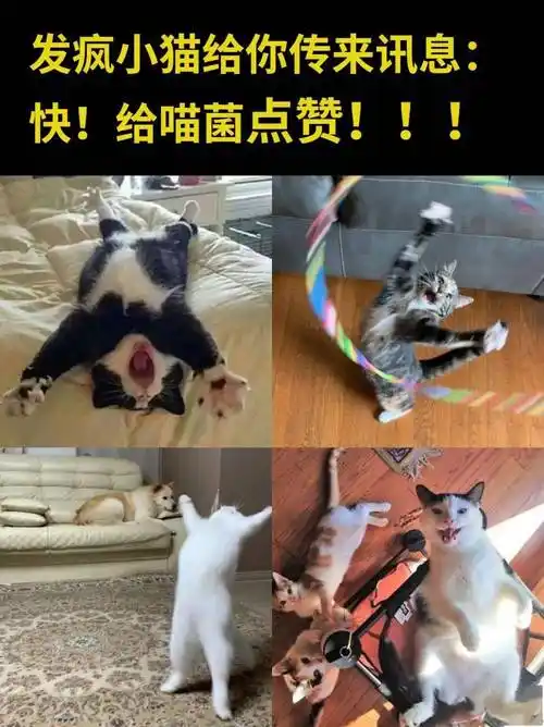 28张爆笑猫咪meme图,笑死人不偿命!_阿门_刀醒_母猫