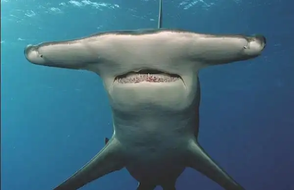 1/6 海洋中奇特的鲨鱼 看到牙齿都感觉到害怕