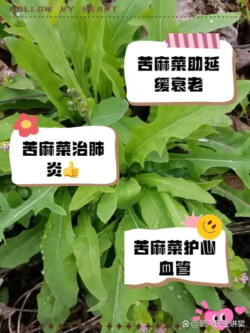 苦麻菜的功效与作用