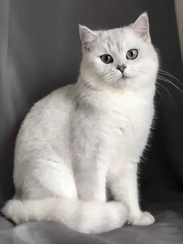 英短银点银渐层妹妹寻新家