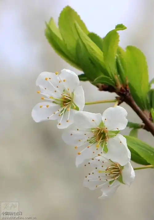 杏花图