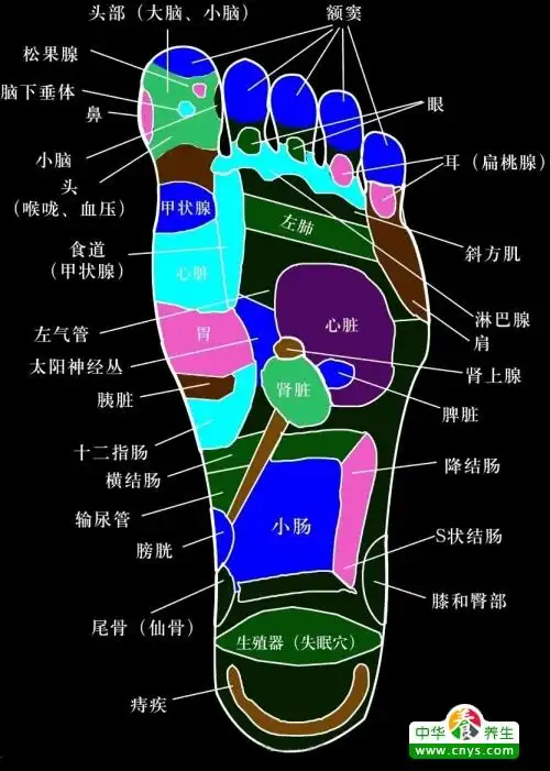 脚底有哪些穴位脚底按摩穴位推荐