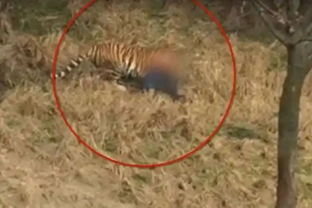 老虎吃人,应该如何处置?