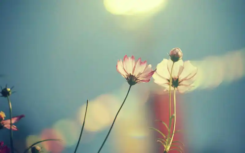 首页 电脑壁纸 花卉壁纸 鲜花背景 清新唯美花草密语 清新唯美花草