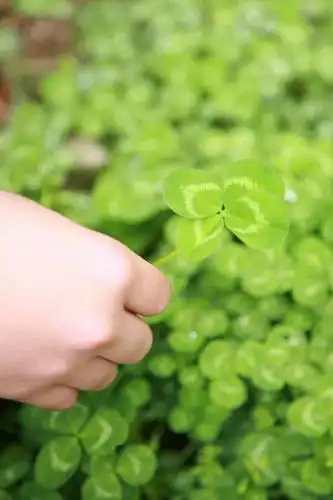 年轻女性,仅一个女性,仅一个人,握,阴影,朦胧,模糊,光线,影子,四叶草