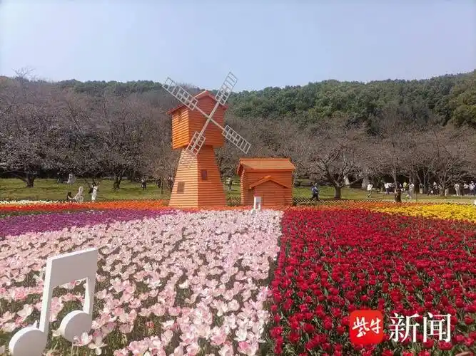 视频|超千个新优花卉品种展出!2024苏州花展(上方山百花节)明日开幕