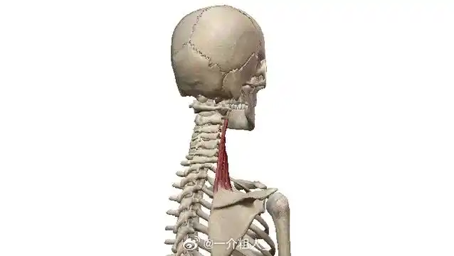 斜方肌##溜肩##体态纠正##健身