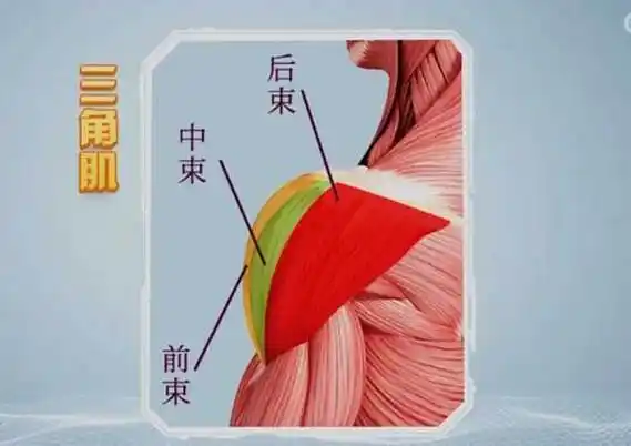 三角肌的位置