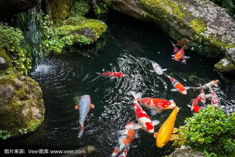美丽的锦鲤池日本