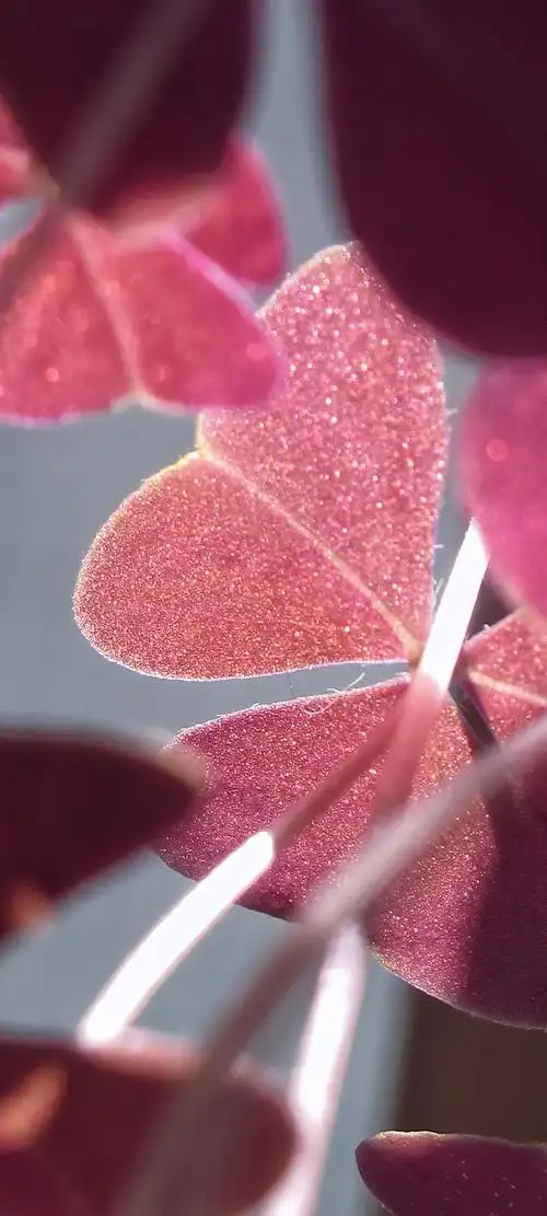 来自大自然的珠光色