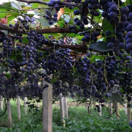 乌梅树临武同益乌梅树专业种植