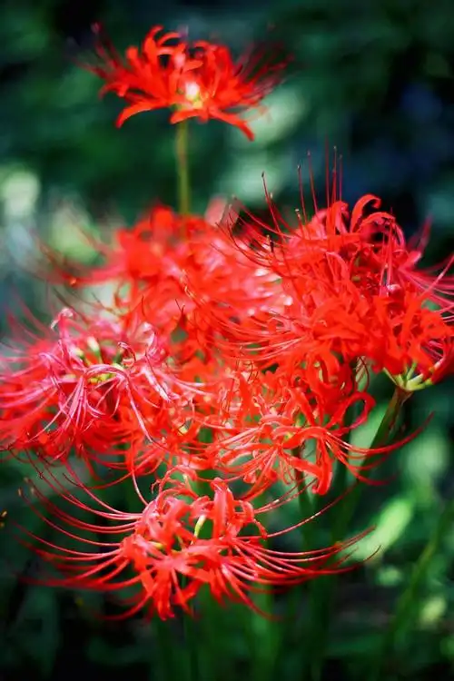 彼岸花寓意开一千年落一千年花叶永不相见