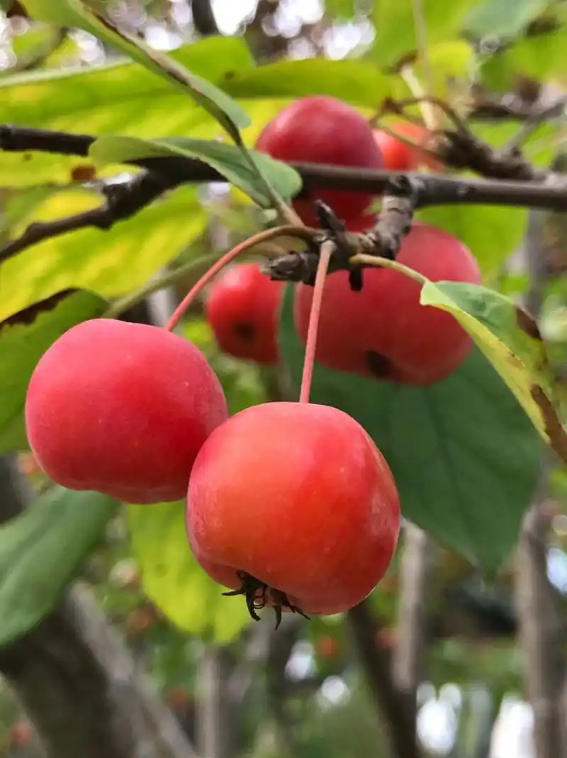 97 冬红果海棠是北美海棠的一种,属于蔷薇科苹果属,树形精美紧致