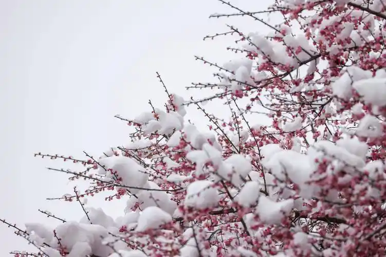 玉屏侗族自治县出现降雪天气,该县舞阳河国家级湿地公园内的梅花傲雪