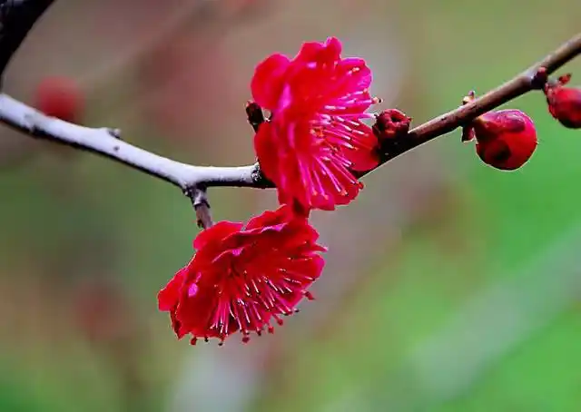 红须朱砂梅欣赏