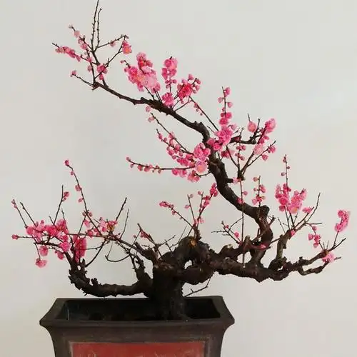 热卖 红梅盆栽 绿梅盆栽 梅花造型盆景梅花苗 树桩 庭院盆栽-淘宝网