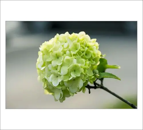 2017----春的信息(绿色绣球花)