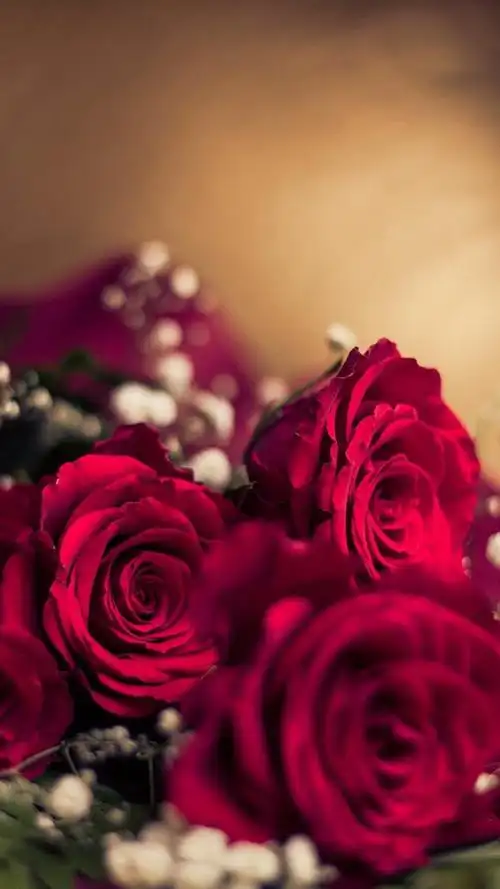 情人节玫瑰花图片大全集(情人节玫瑰花图片大全集画)