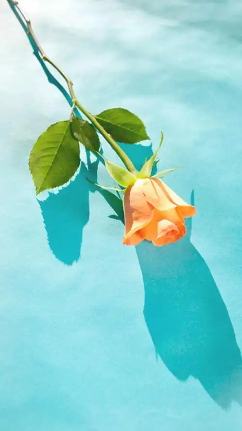 唯美花卉锁屏,高清图片,手机锁屏桌面-壁纸族