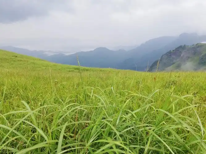 高山草甸武功山,别样风景南国里