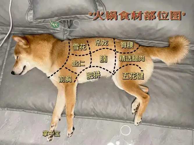 好,也不是失格了751575157515只能说dddd#我家宠物好可爱