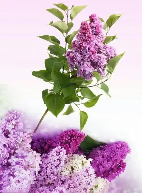 你说你最爱丁香花