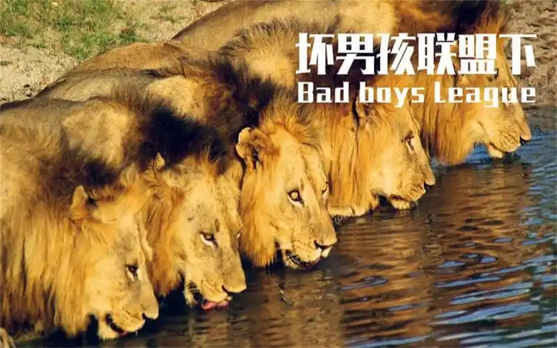 狮王之路:坏男孩联盟最后一战,高度还原.泪目(珍贵影像)