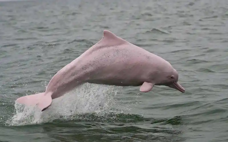 中华白海豚_广西_三娘湾