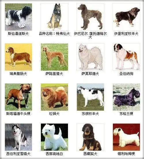 世界名犬大全图片欣赏