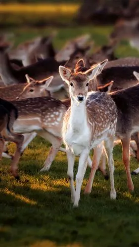 森林中的梅花鹿手机壁纸-堆糖,美好生活研究所