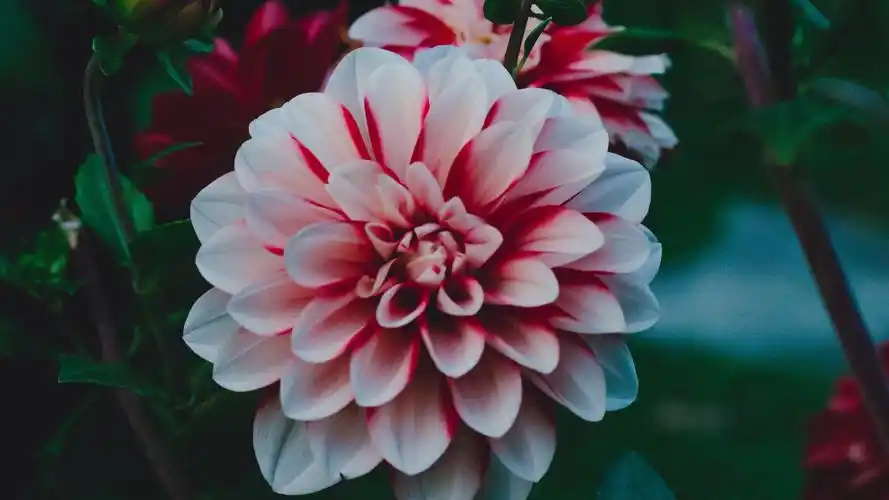 首页 桌面壁纸 植物壁纸 绿色护眼唯美花卉植物图片壁纸 (1/ 6) 2018