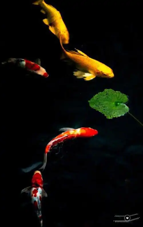 690_1090竖版 竖屏