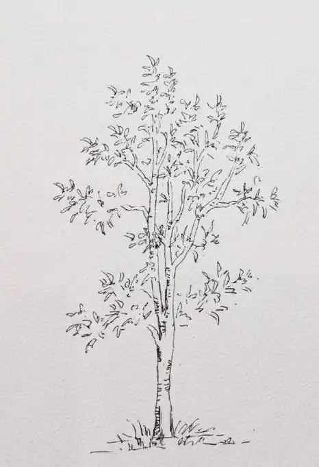 钢笔线稿手绘,不同的树的画法,拿去学习吧_南山