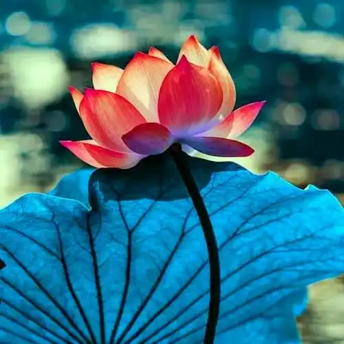 佛系图片头像禅意荷花 独一无二的佛系莲花图片微信头像_微信头像