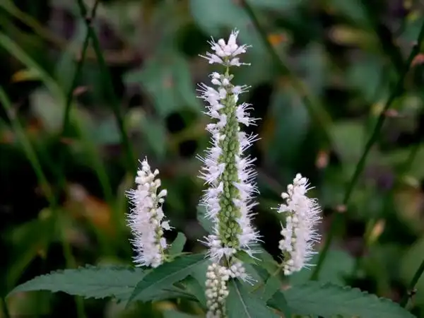 香薷的功效与作用