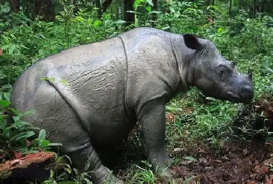 北部苏门答腊犀牛
