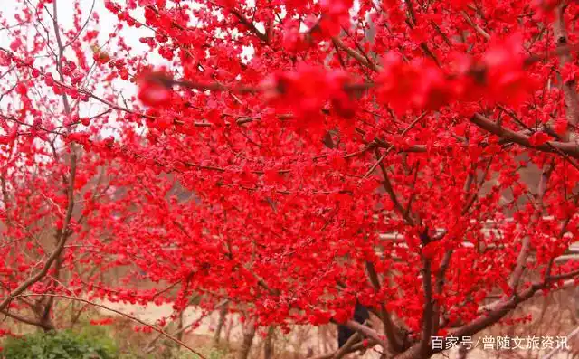 淌河鸿运谷:笑靥桃花别样红