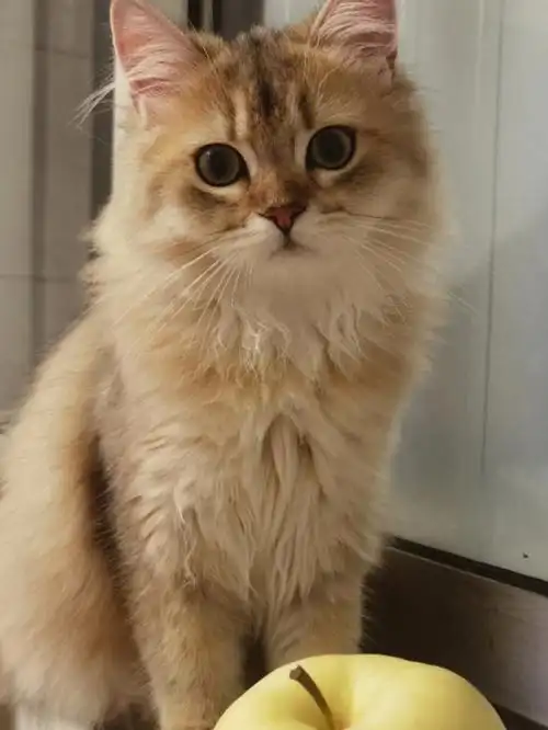 25色金渐层弟弟