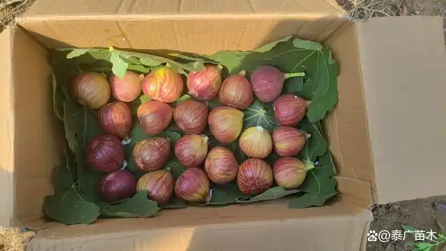 波姬红无花果,果皮鲜红色或紫红色,果肉红色或浅红色,品质口感极佳.